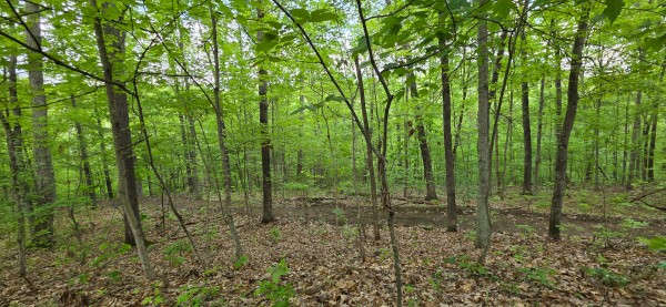 Ridge View Cabin at Big Timber Ridge property photo
