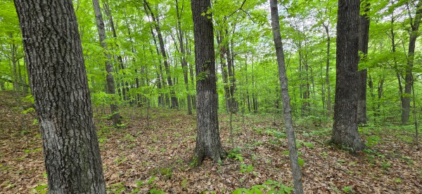 Ridge View Cabin at Big Timber Ridge property photo
