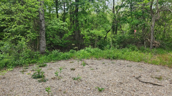 Tract 6 - Albany Woods property photo