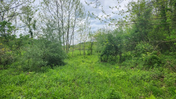 Tract 6 - Albany Woods property photo