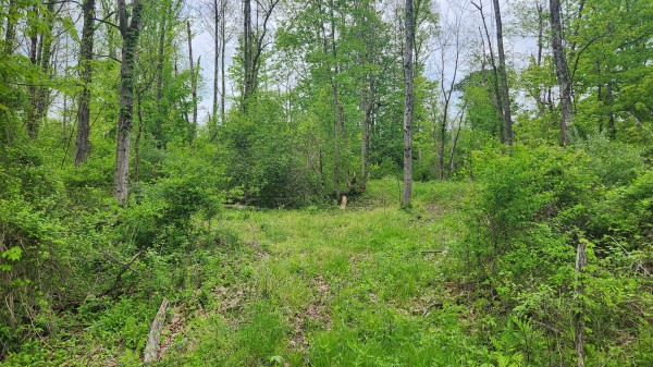 Tract 6 - Albany Woods property photo