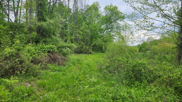 Tract 6 - Albany Woods property photo