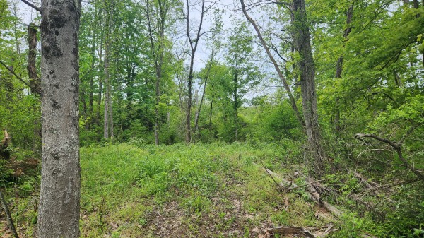 Tract 6 - Albany Woods property photo
