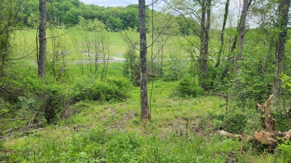 Tract 6 - Albany Woods property photo