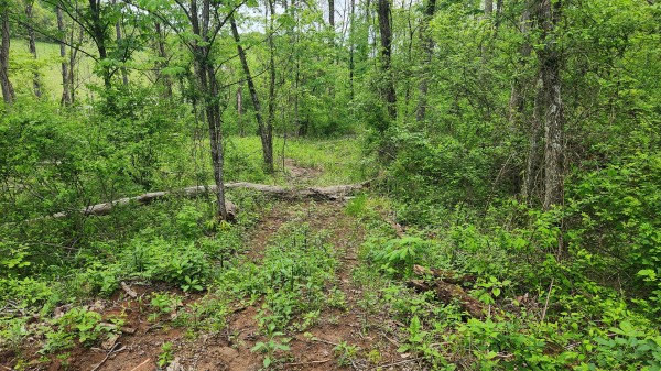 Tract 6 - Albany Woods property photo