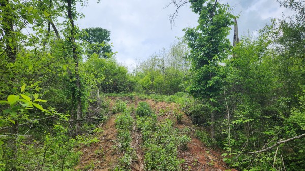 Tract 6 - Albany Woods property photo