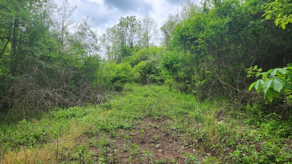 Tract 6 - Albany Woods property photo