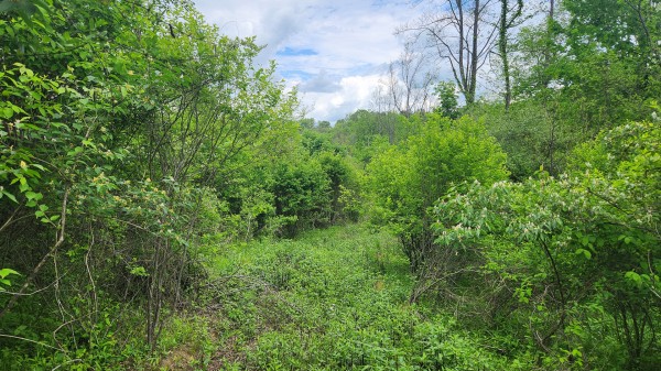 Tract 6 - Albany Woods property photo