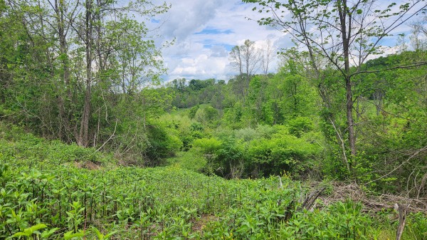 Tract 6 - Albany Woods property photo