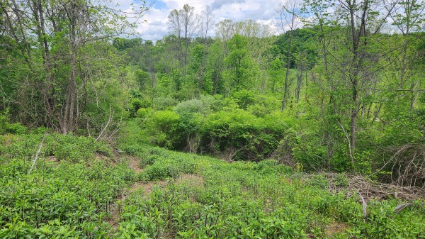 Tract 6 - Albany Woods property photo