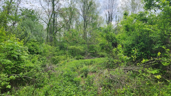 Tract 6 - Albany Woods property photo