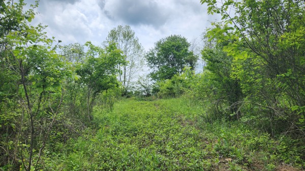 Tract 6 - Albany Woods property photo