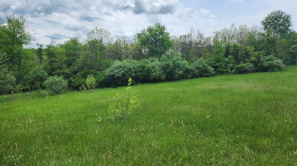 Tract 6 - Albany Woods property photo