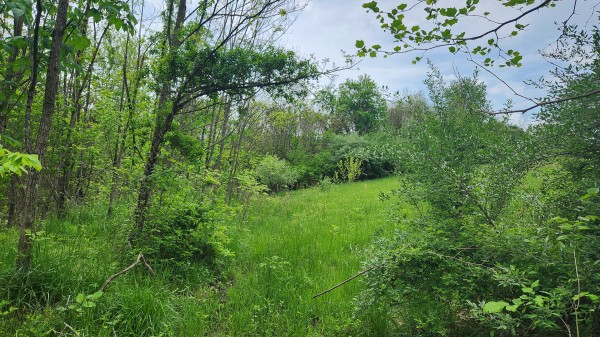 Tract 6 - Albany Woods property photo