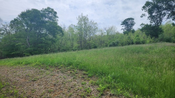 More of Tract 6 - Albany Woods