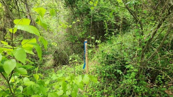 Tract 5 - Albany Woods property photo