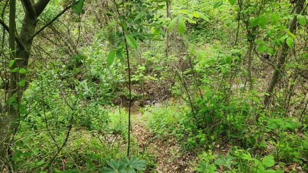 Tract 5 - Albany Woods property photo