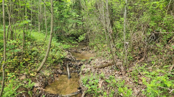 Tract 5 - Albany Woods property photo