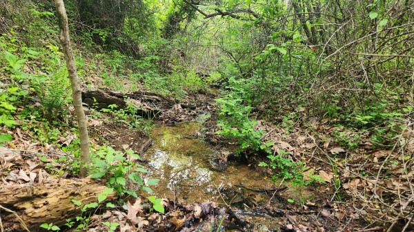 Tract 5 - Albany Woods property photo