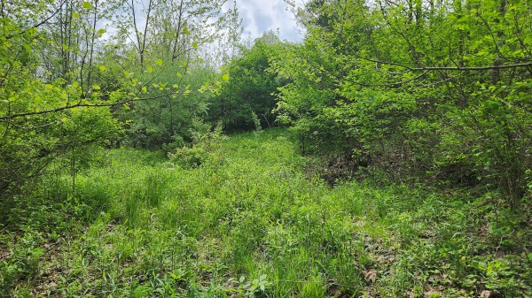 Tract 5 - Albany Woods property photo