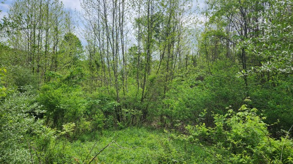 Tract 5 - Albany Woods property photo