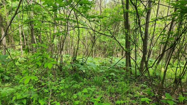 Tract 5 - Albany Woods property photo