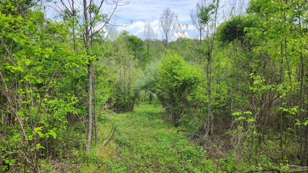 Tract 5 - Albany Woods property photo
