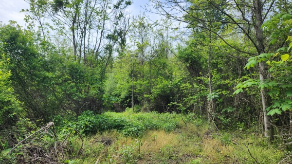 Tract 5 - Albany Woods property photo