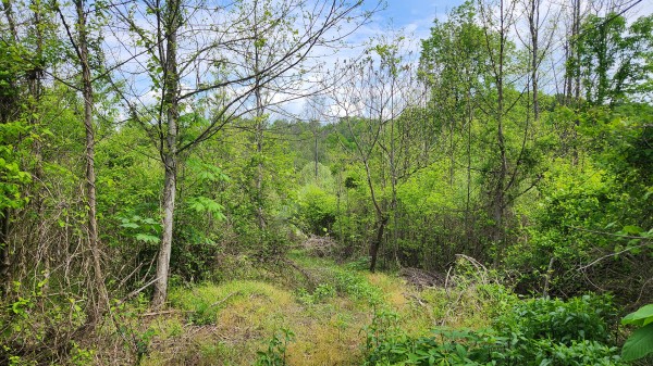 Tract 5 - Albany Woods property photo