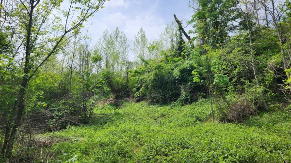 Tract 5 - Albany Woods property photo