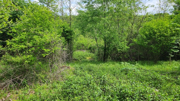 Tract 5 - Albany Woods property photo