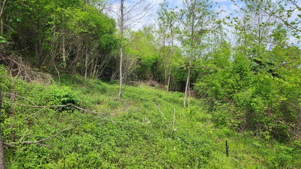 Tract 5 - Albany Woods property photo