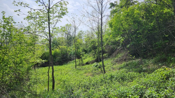 Tract 5 - Albany Woods property photo