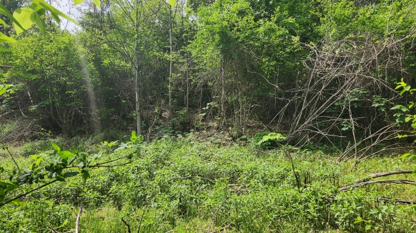 Tract 5 - Albany Woods property photo