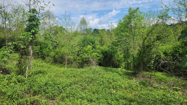Tract 5 - Albany Woods property photo