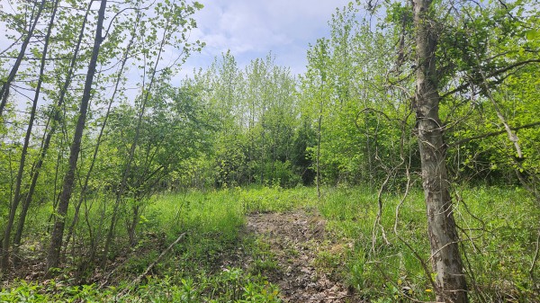 Tract 5 - Albany Woods property photo