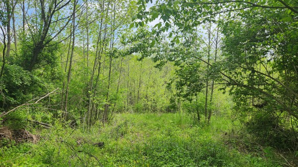 Tract 5 - Albany Woods property photo