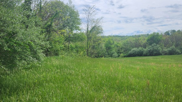 More of Tract 5 - Albany Woods