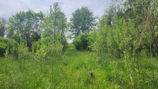 Tract 5 - Albany Woods property photo