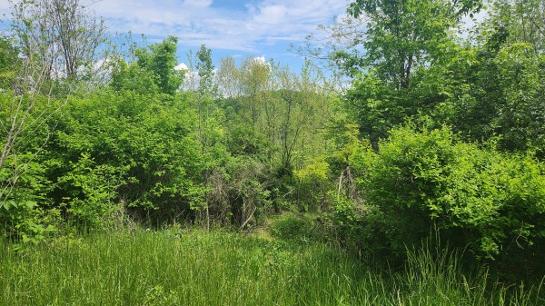 Tract 5 - Albany Woods property photo
