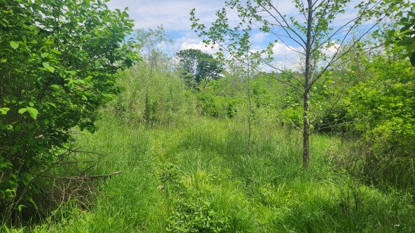 Tract 5 - Albany Woods property photo