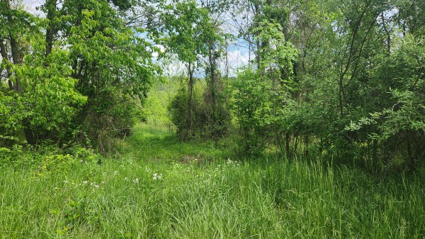 Tract 5 - Albany Woods property photo
