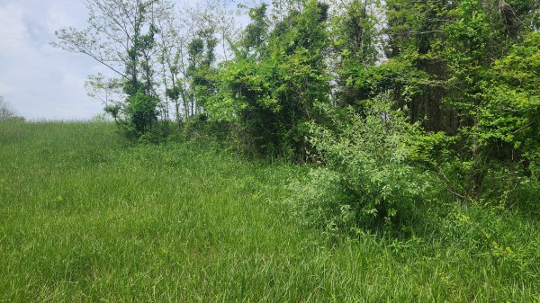 Tract 5 - Albany Woods property photo