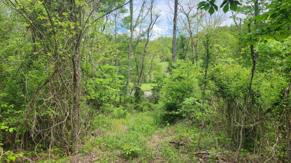 Tract 5 - Albany Woods property photo