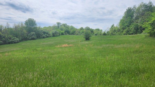More of Tract 5 - Albany Woods