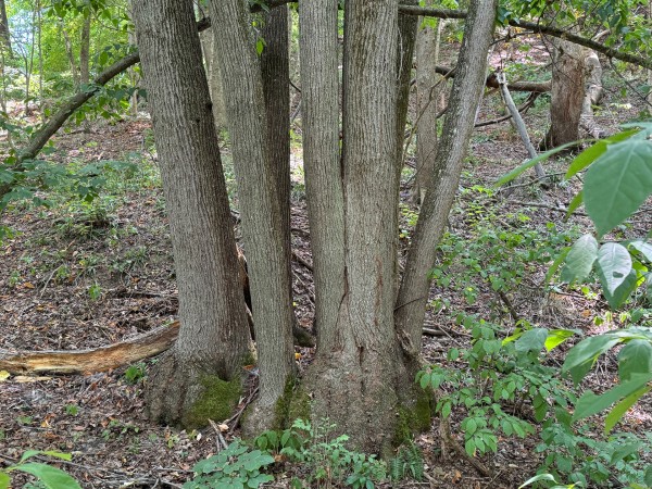 Albany Escape at Albany Woods property photo