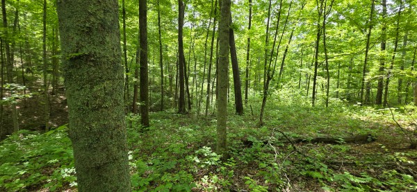Big Timber Ridge - Phase II Tract 1 property photo