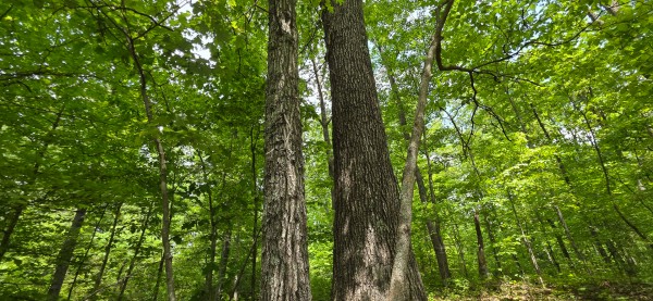 Big Timber Ridge - Phase II Tract 1 property photo