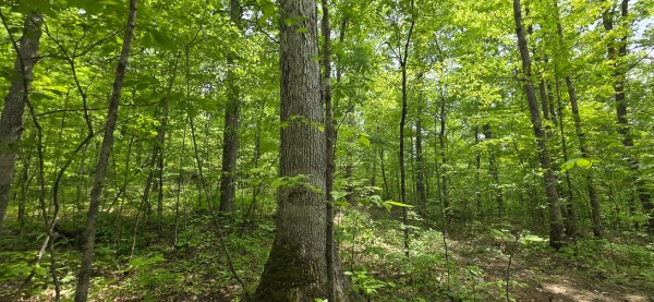Big Timber Ridge - Phase II Tract 1 property photo