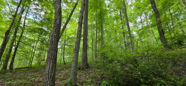 Big Timber Ridge - Phase II Tract 2 property photo